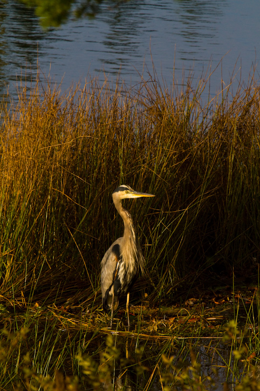 Great Blue Heron